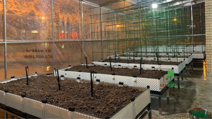 Dự án trồng rau sân thượng tại Thường Tín