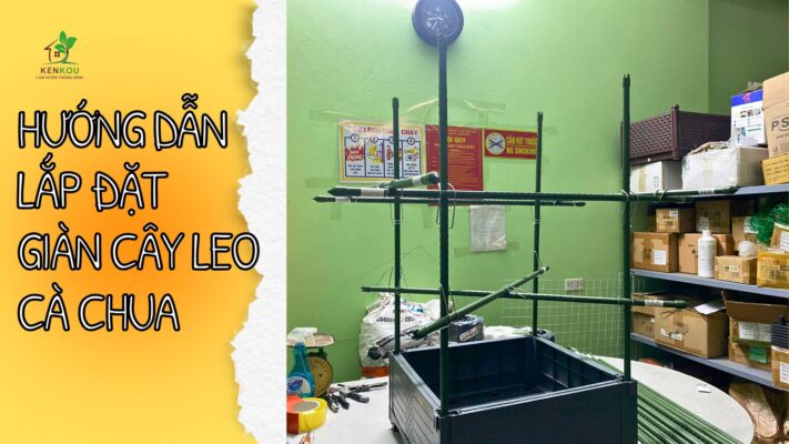 Hướng dẫn lắp đặt giàn cây cà chua đơn giản
